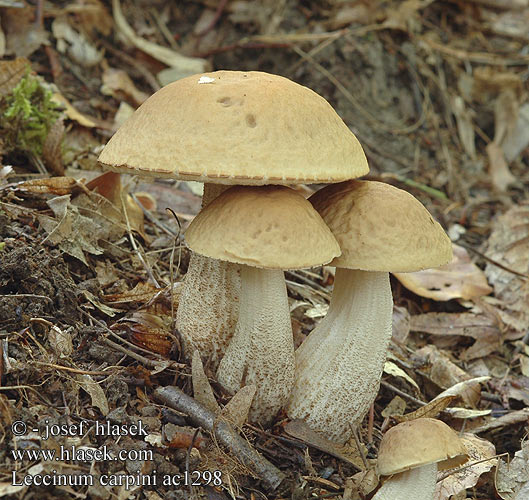 Грабовик обабок сірий або в язовий - Leccinum carpini або Leccinum griseum (Quel.) Singer.. або Leccinum pseudoscabrum або Boletus griseus